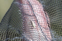 Horistus orientalis