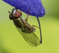 Platycheirus obscurus