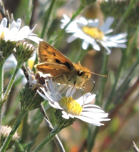 Fiery skipper