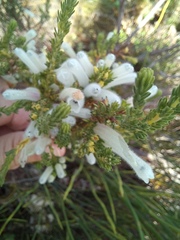 Erica perspicua