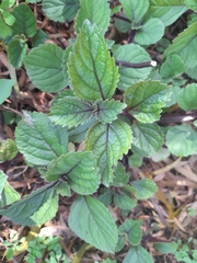 Plectranthus