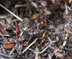 Formica rufa