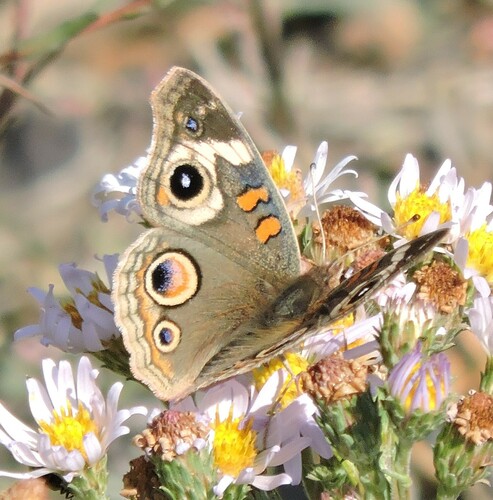 Gray Buckeye, photo 7 of 7
