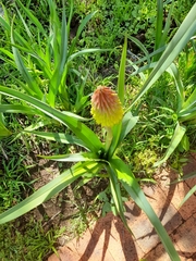 Kniphofia