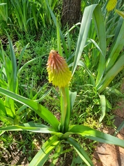 Kniphofia