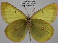 Colias gigantea