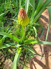 Kniphofia