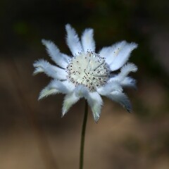 Actinotus leucocephalus