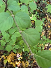 Lonicera fragrantissima