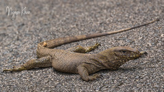 Varanus nebulosus