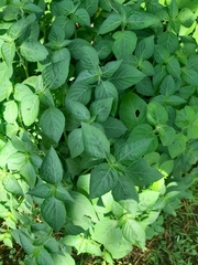 Impatiens parviflora