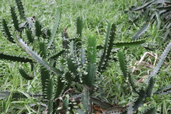 Euphorbia trigona