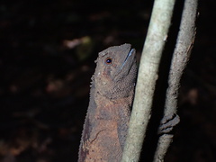 Agamidae