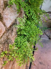 Adiantum capillus-veneris