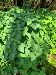 Impatiens parviflora