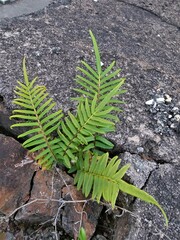Pteris vittata