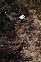 Actinotus leucocephalus
