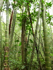Dendropanax