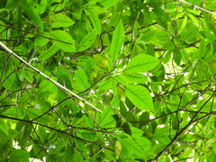 Dendropanax