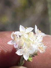 Lachnaea