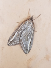 Chesias legatella