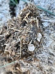 Poronia punctata