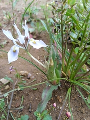 Moraea ciliata