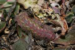 Callophrys xami xami