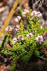 Andersonia