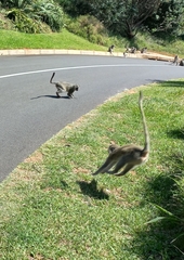 Chlorocebus pygerythrus