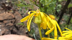 Senecio coronatus