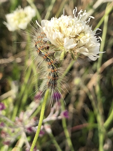 Scabiosa columbaria