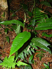 Anthurium