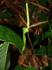 Anthurium