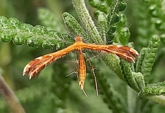 Stenodacma wahlbergi