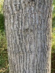 Acer negundo
