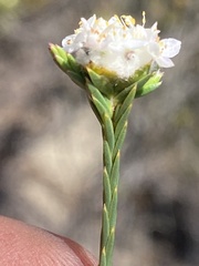 Lachnaea