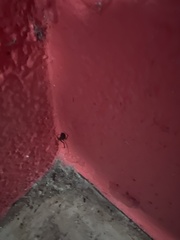 Latrodectus mactans