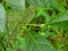 Cordia alliodora