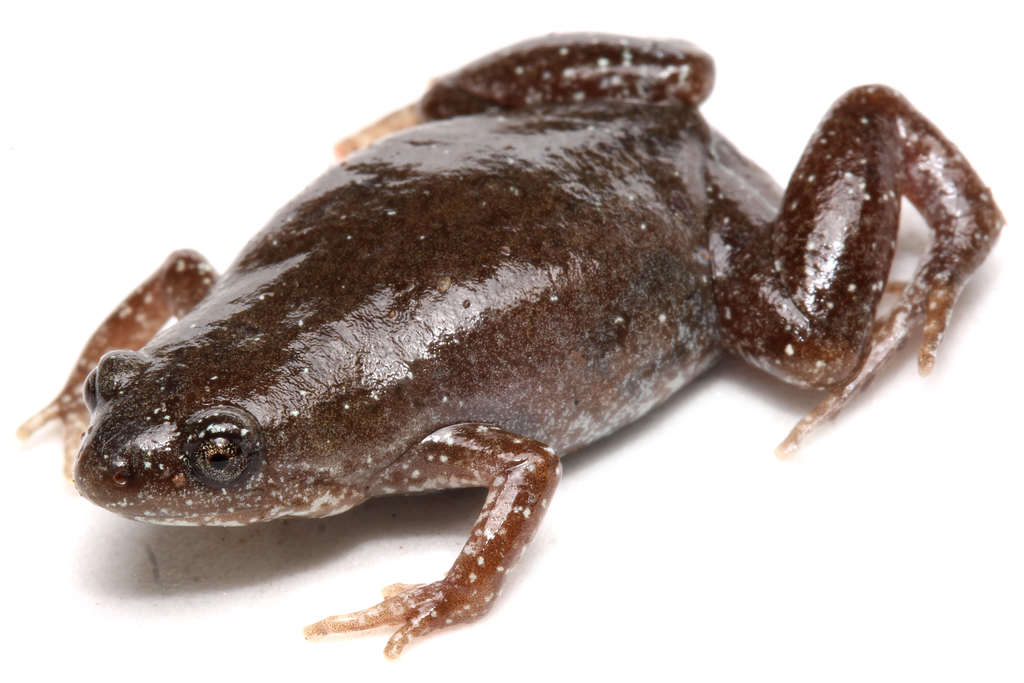 Abofoa's Humming Frog