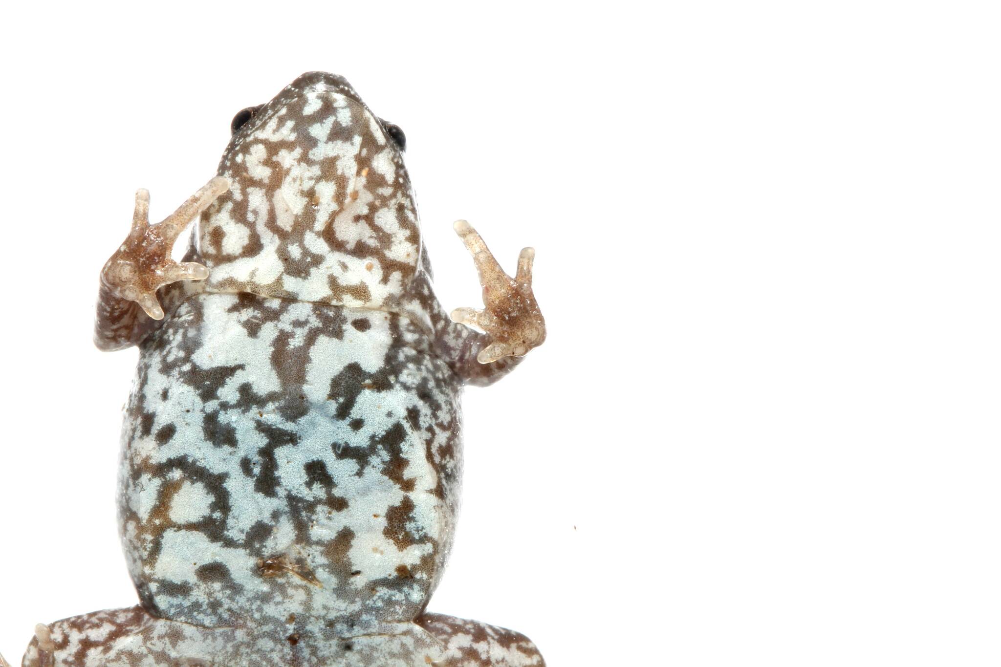 Abofoa's Humming Frog photo 3