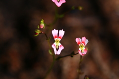 Stylidium calcaratum