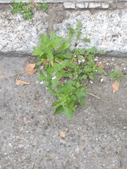 Chenopodium album