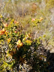 Penaea mucronata