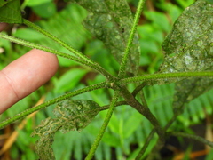 Cordia alliodora