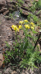 Senecio coronatus