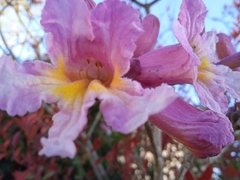Handroanthus