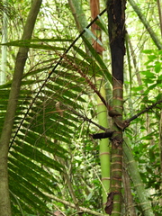 Prestoea acuminata