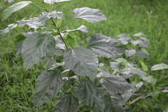 Hibiscus rosa-sinensis