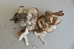 Tricholoma boudieri